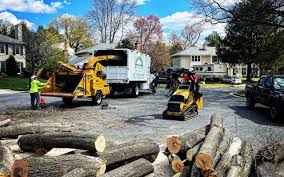 Best Tree Removal  in Fruit Cove, FL