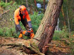 Best Commercial Tree Services  in Fruit Cove, FL