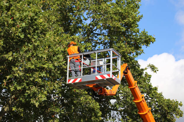 Why Choose Our Tree Removal Services in Fruit Cove, FL?