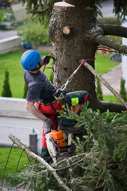 Best Hazardous Tree Removal  in Fruit Cove, FL