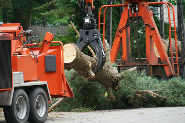 Best Lawn Grading and Leveling  in Fruit Cove, FL