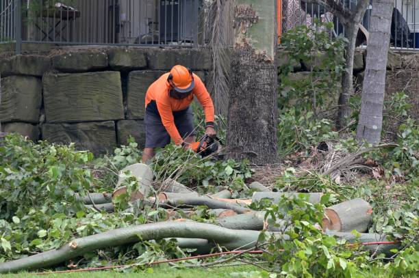 Best Tree Preservation Services  in Fruit Cove, FL