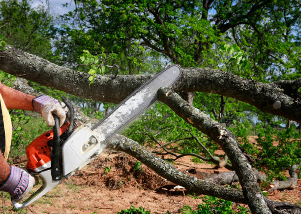 Lawn Renovation and Restoration in Fruit Cove, FL